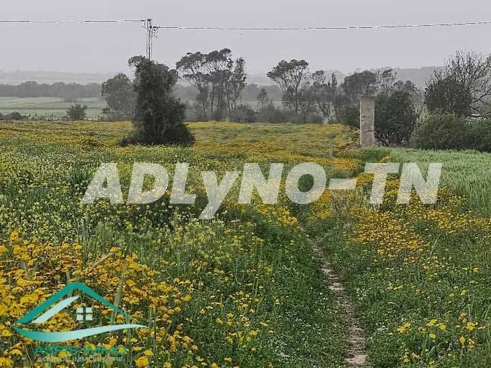 Terrain agricole 50 000 m² à chraf el hawaria à Nabeul - Photo 3