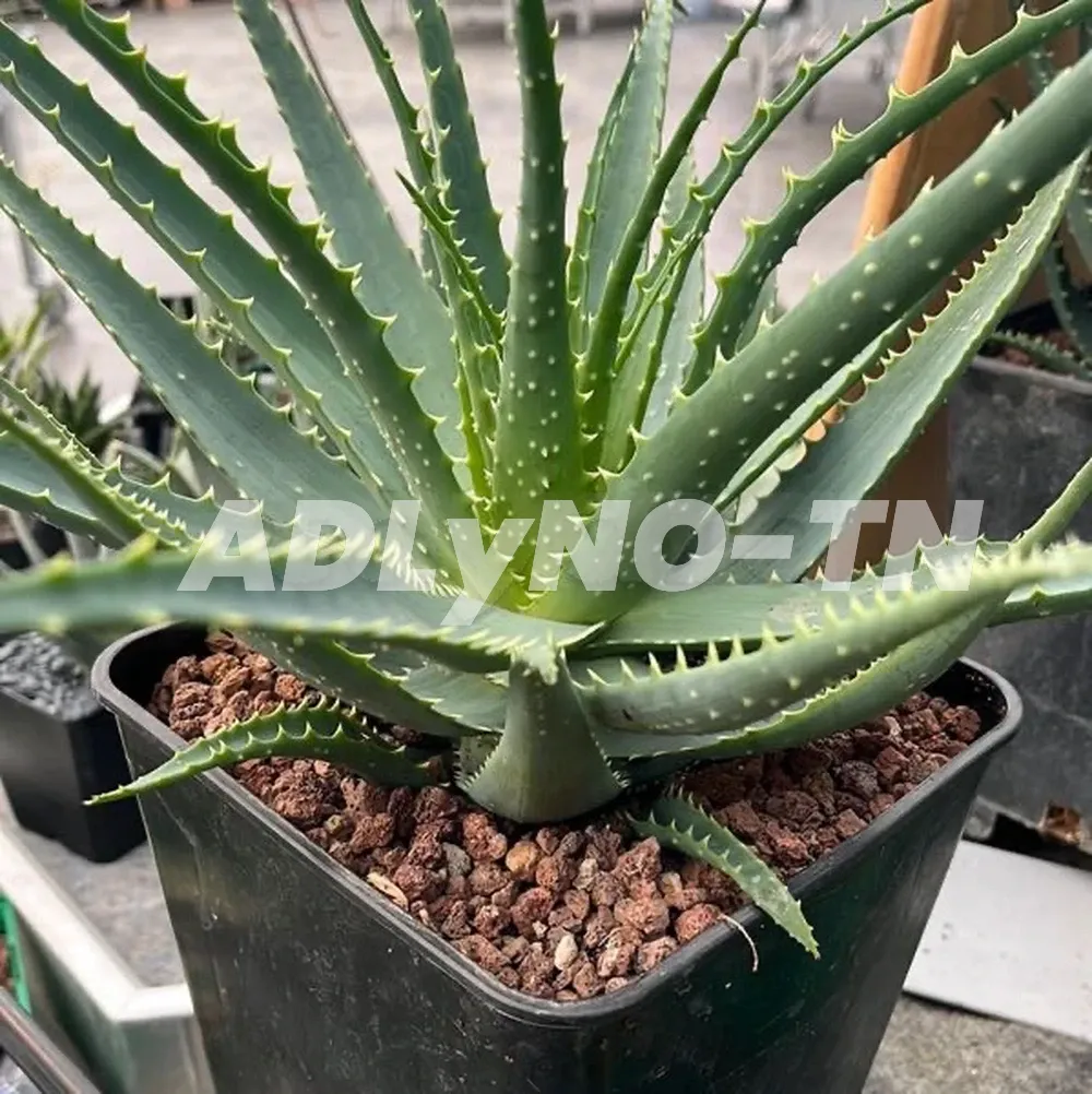ALOE ARBORESCENT à Ariana - Photo 2