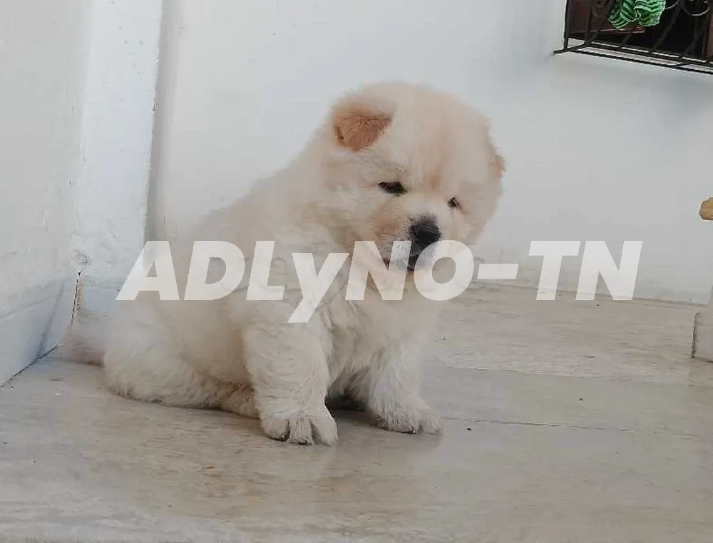 femelle chow-chow à Ben Arous - Photo 1