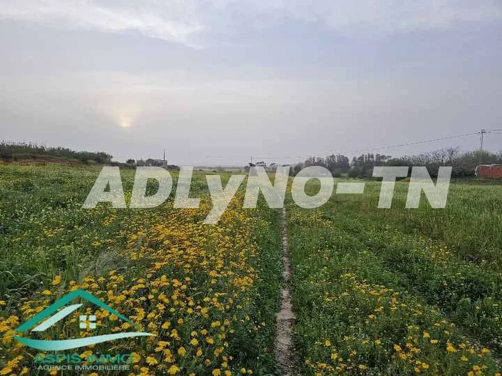 Terrain agricole 50 000 m² à chraf el hawaria à Nabeul - Photo 4