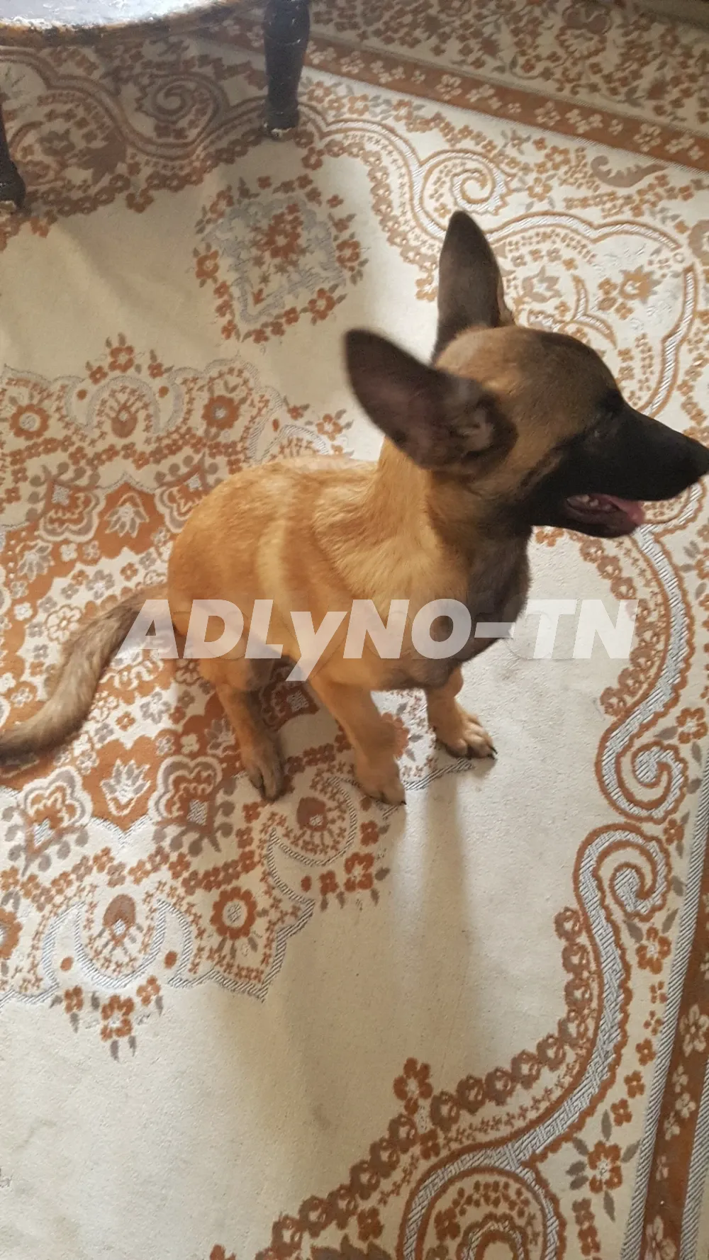 CHIENNE MALINOIS à Ben Arous - Photo 1