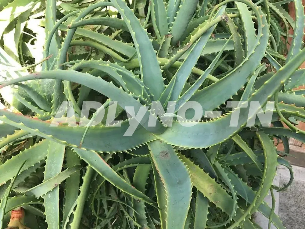 ALOE ARBORESCENT à Ariana - Photo 3
