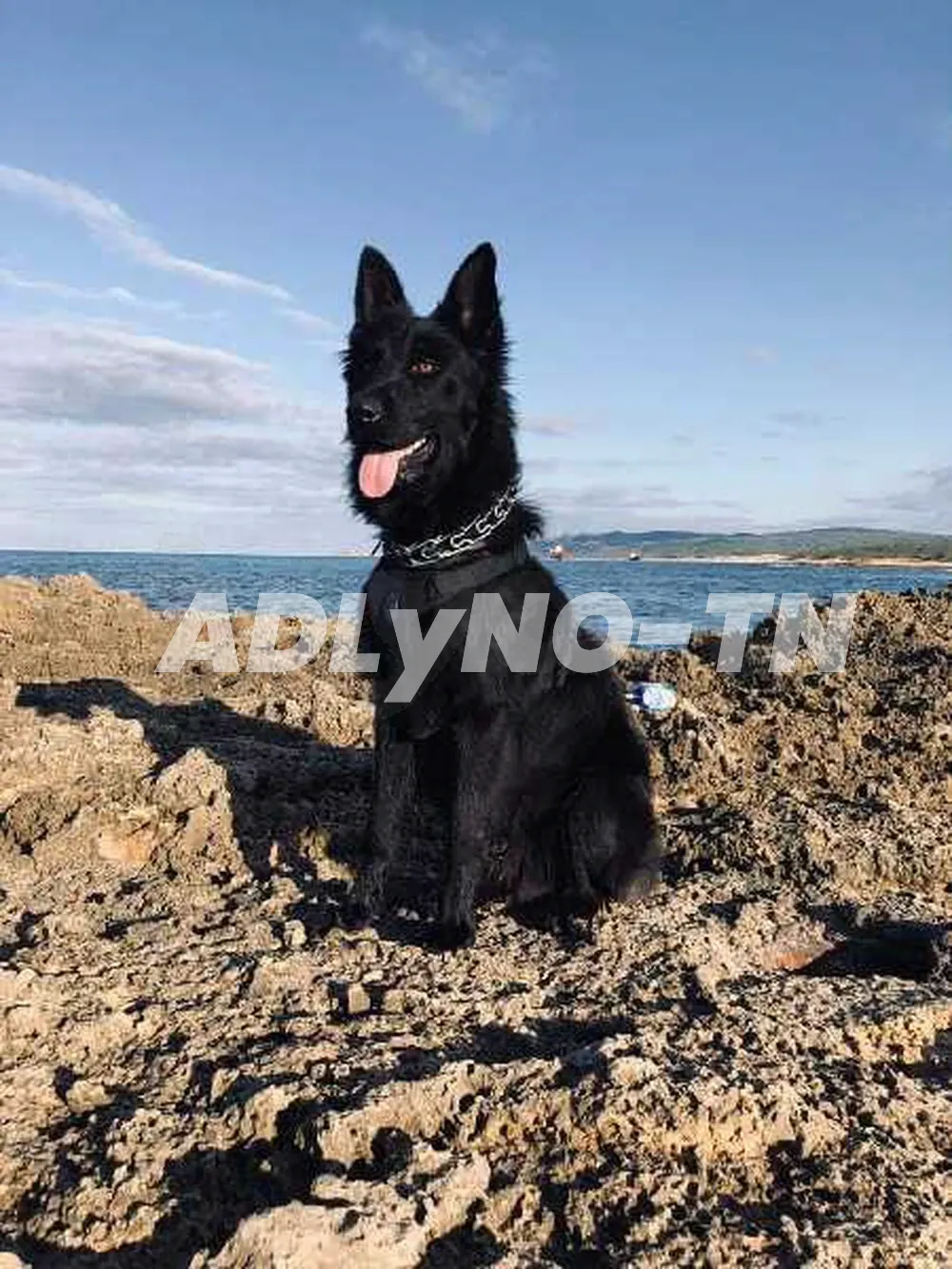 chien Berger allemend noir à Ariana - Photo 2