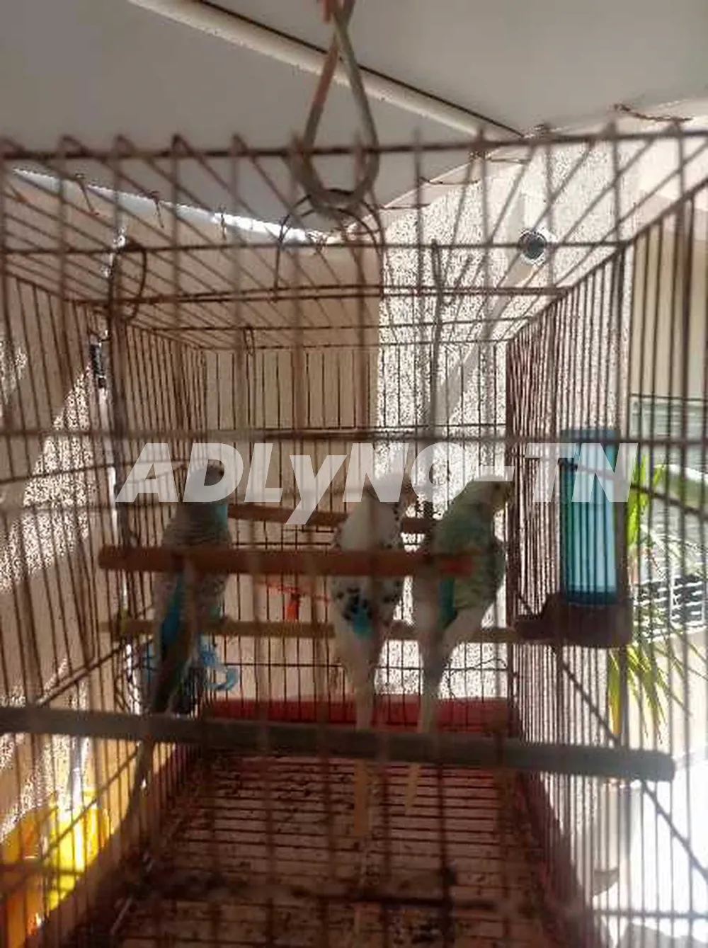 trois perruches+ Cage couple et un mâle à Ariana - Photo 2