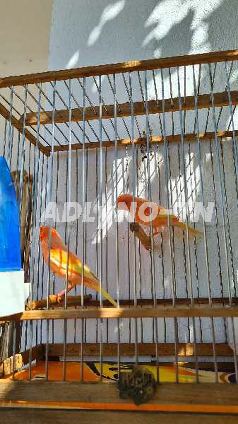 canari mosaïque rouge à Tunis - Photo 1