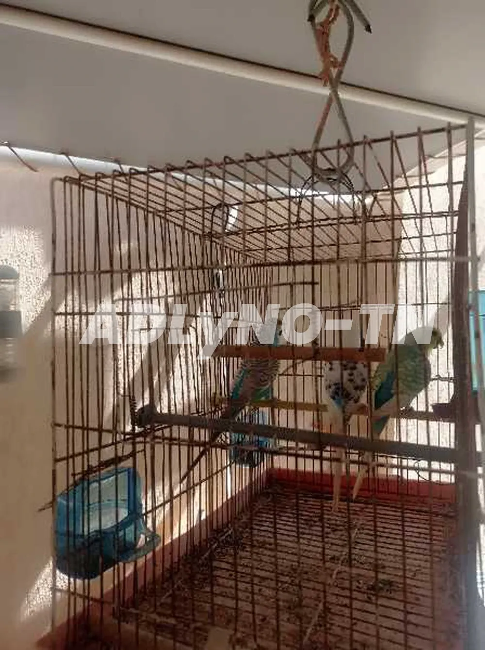 trois perruches+ Cage couple et un mâle à Ariana - Photo 1