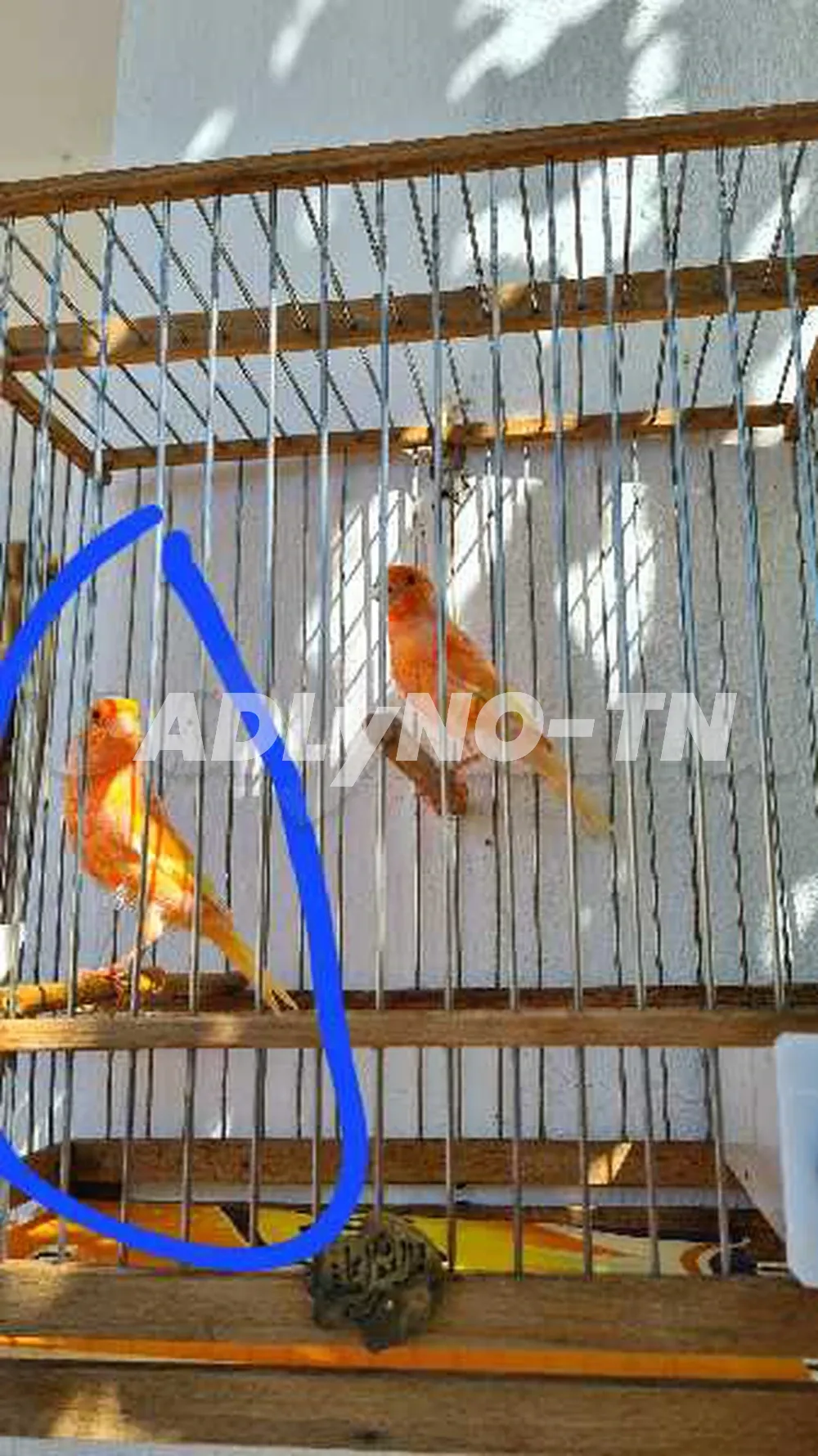 canari mosaïque rouge à Tunis - Photo 3
