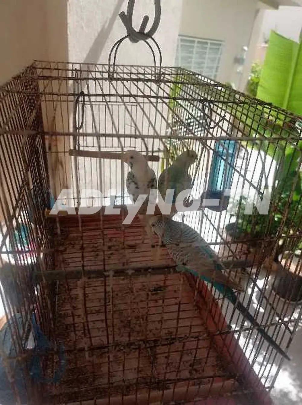 trois perruches+ Cage couple et un mâle à Ariana - Photo 6