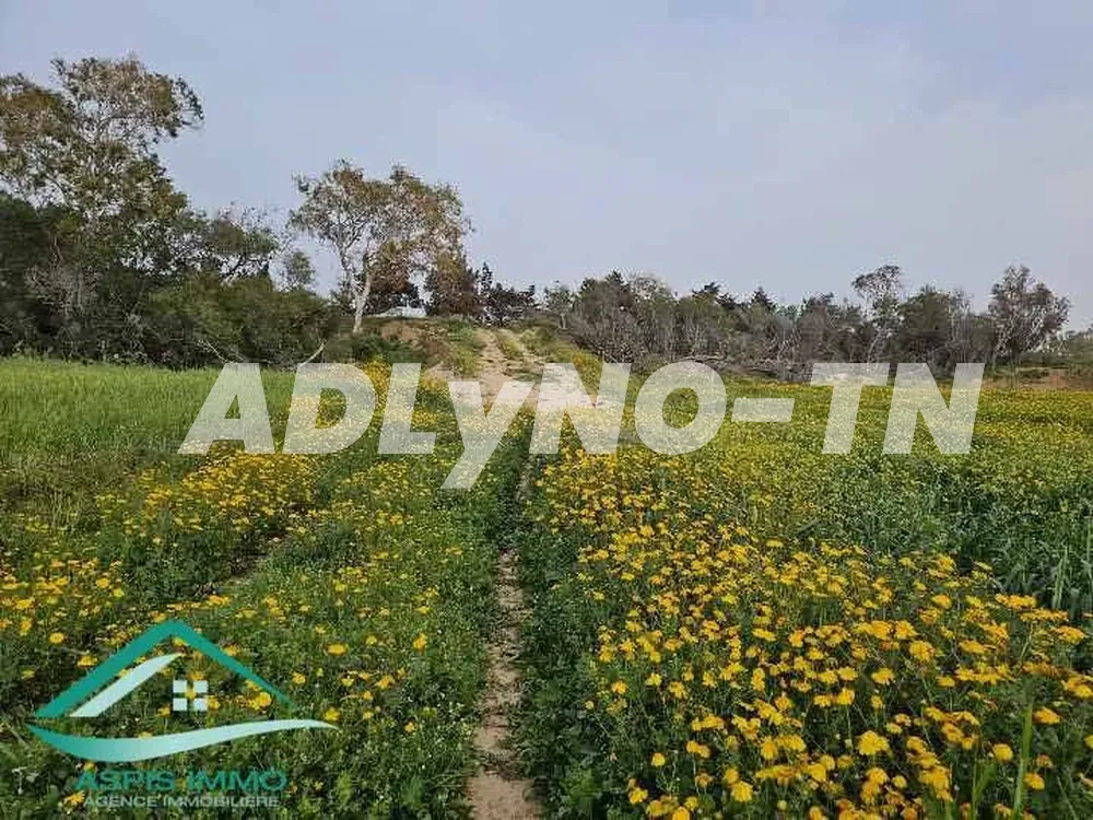 Terrain agricole 50 000 m² à chraf el hawaria à Nabeul - Photo 5