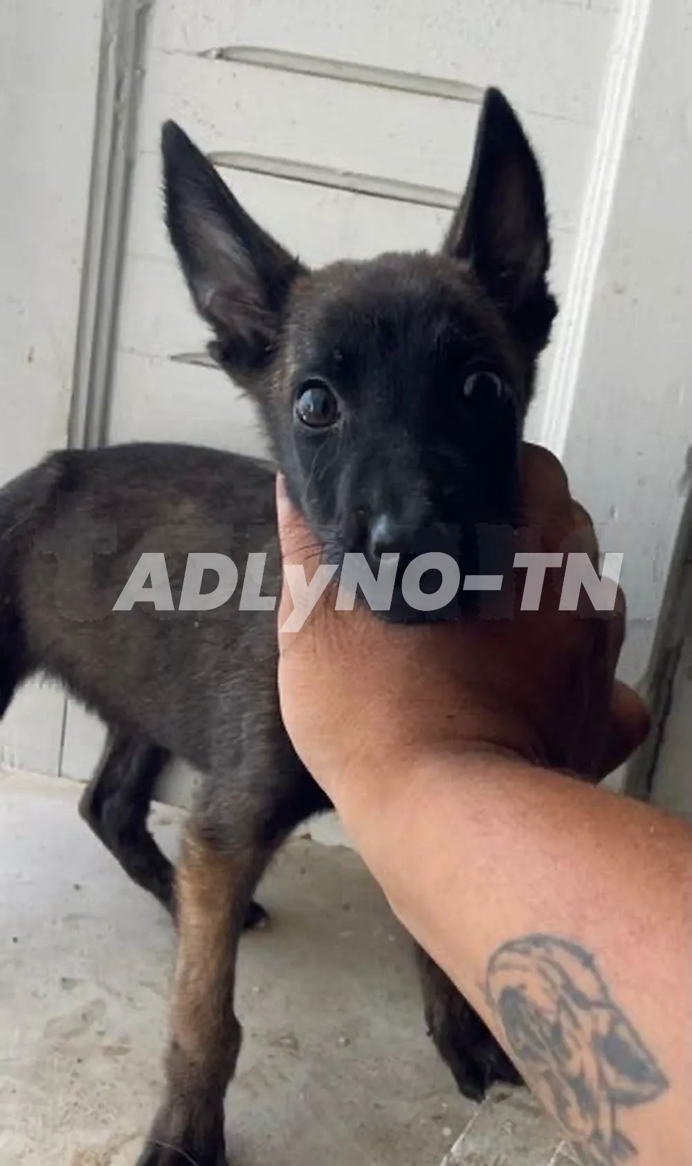 malinois à Ben Arous - Photo 1