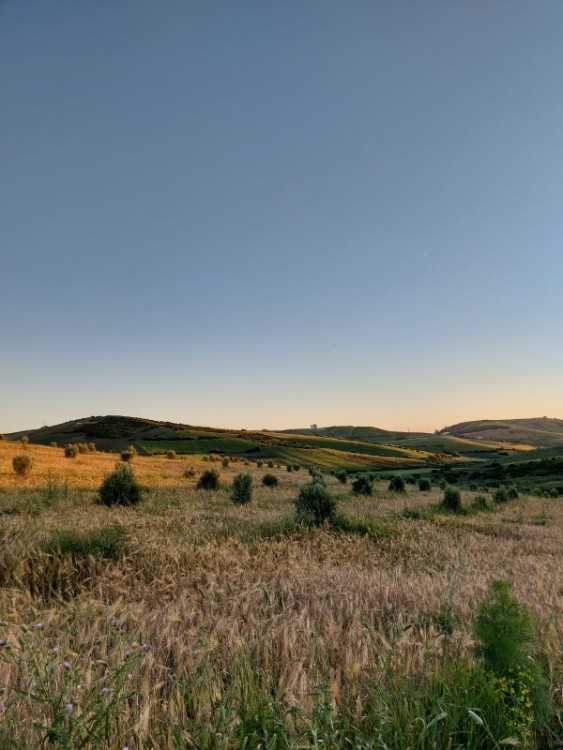 Terrain à vendre – 2 hectares titrés entre asilah