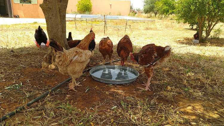 Ferme à vendre tifelt sidi boukhalkhal ain johra