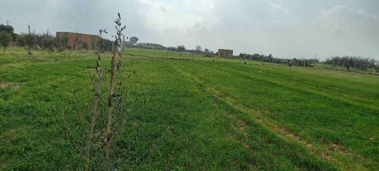 Terrain à vendre tifelt sidi boukhalkhal ain johra
