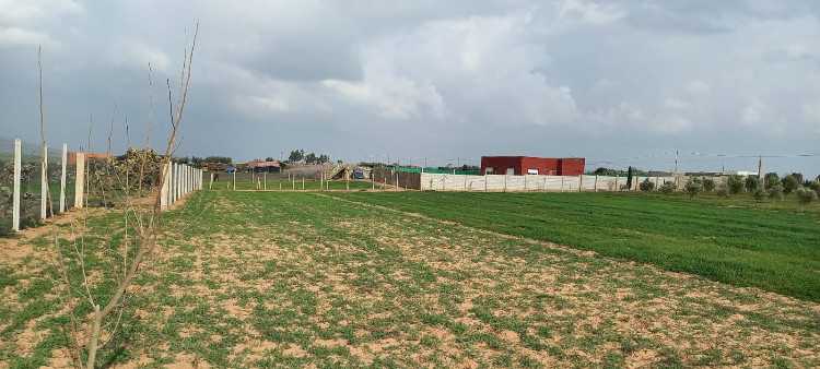 Terrain à vendre tifelt sidi boukhalkhal ain johra