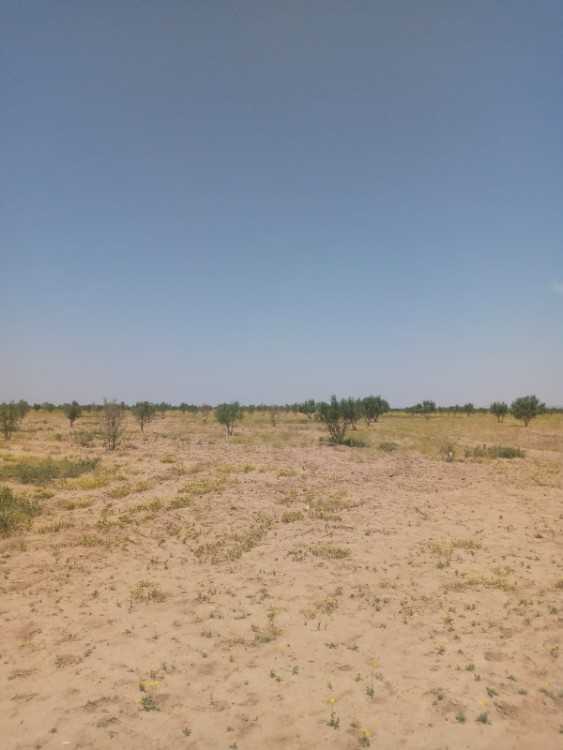 Terrain agricole larbaa aiacha