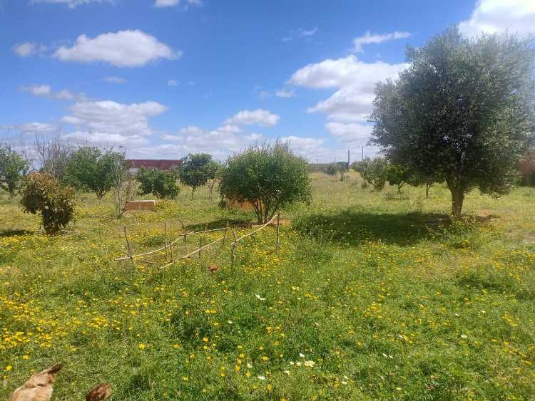 Ferme à vendre tifelt sidi boukhalkhal ain johra