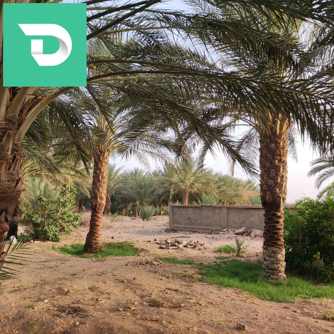 جنان نخيل دقلة نور 