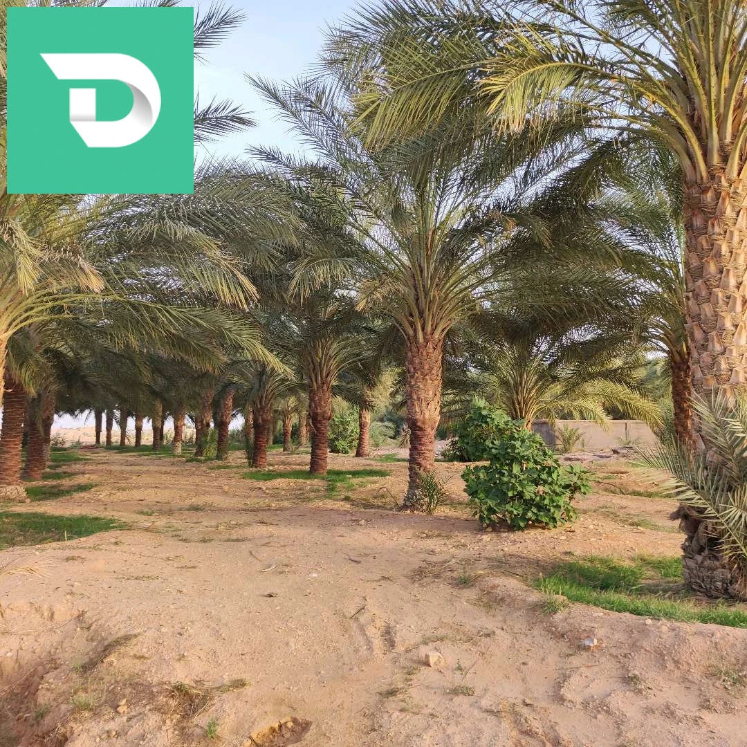 جنان نخيل دقلة نور 