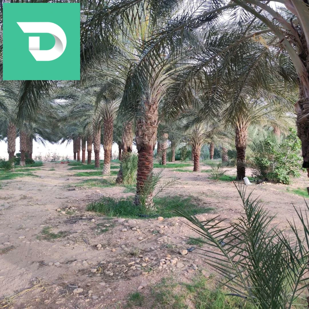 جنان نخيل دقلة نور 