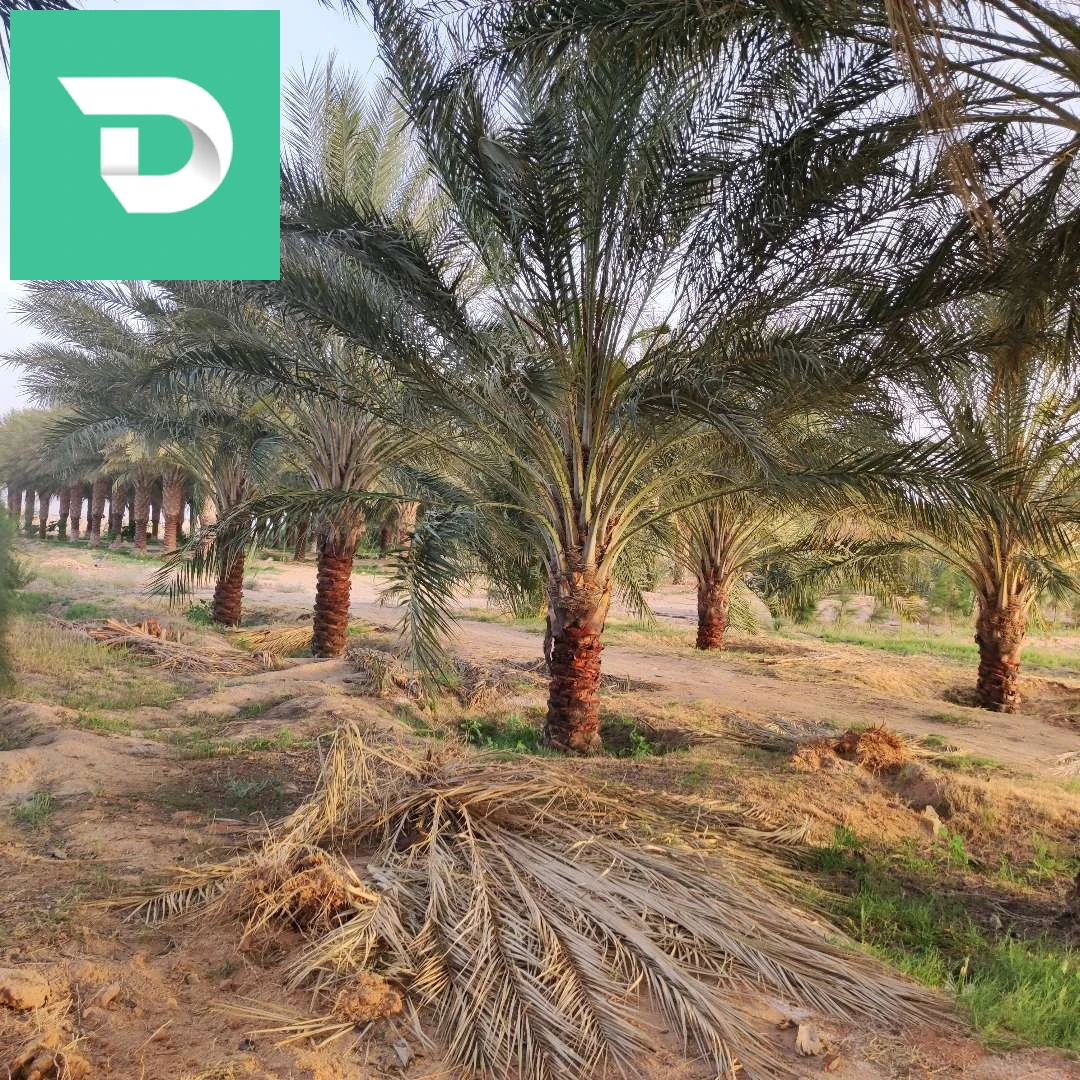 جنان نخيل دقلة نور 