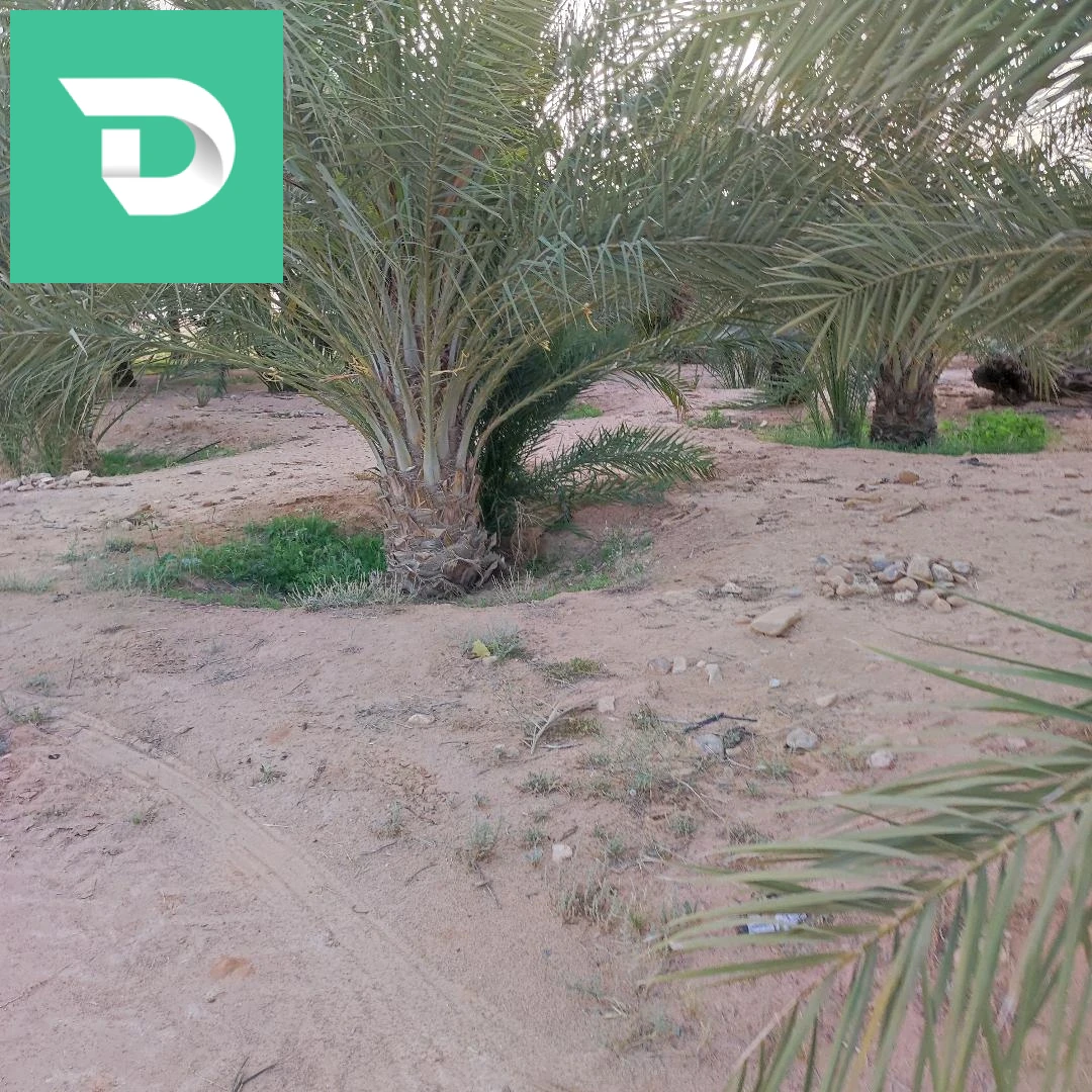جنان نخيل دقلة نور 