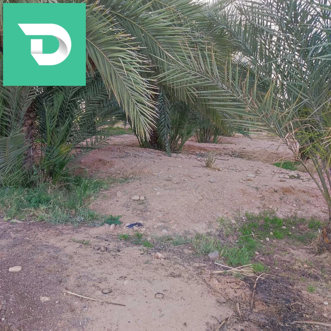 جنان نخيل دقلة نور 