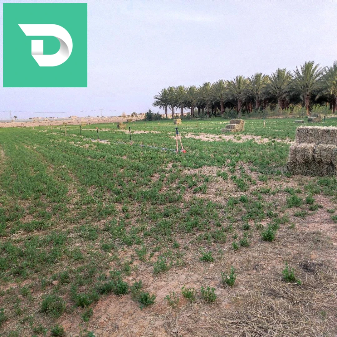 جنان نخيل دقلة نور 