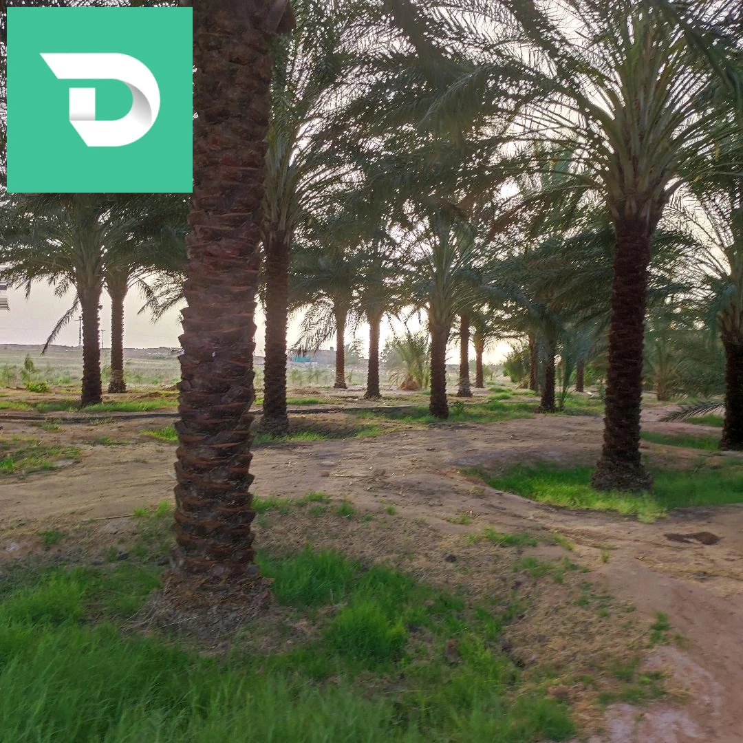 جنان نخيل دقلة نور 
