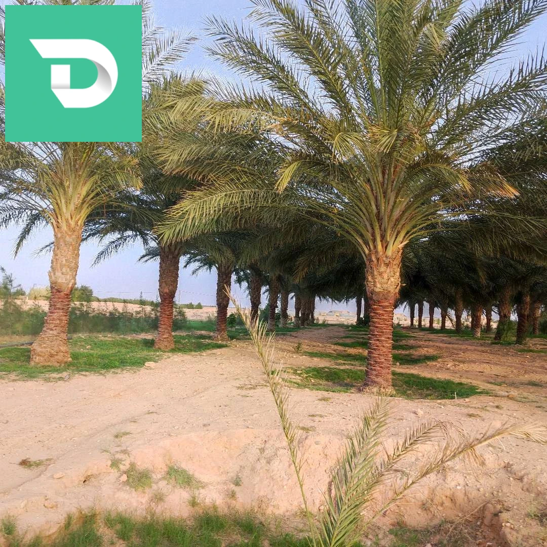 بيع قطعتين أرضيتين 