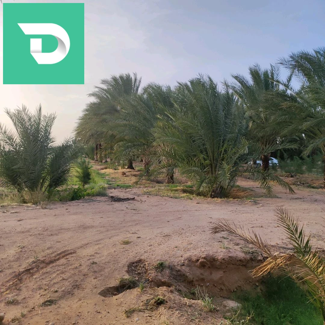 جنان نخيل دقلة نور 