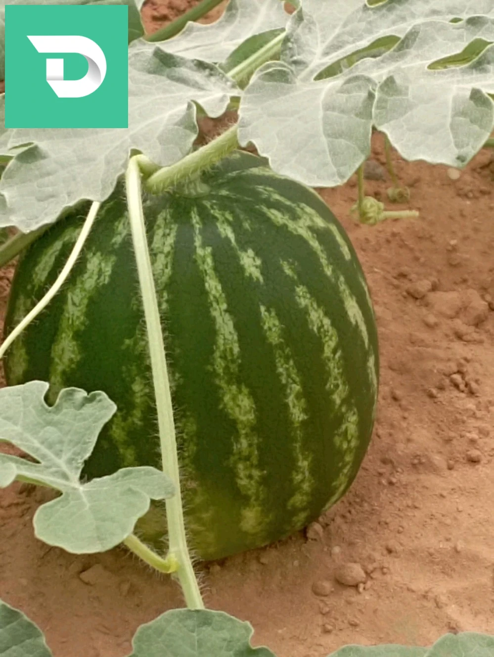 بلدية ليوة منطقة لقميق 