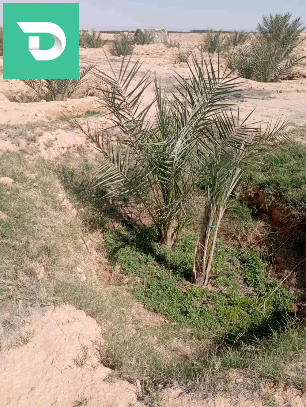بلدية ليوة منطقة لقميق 